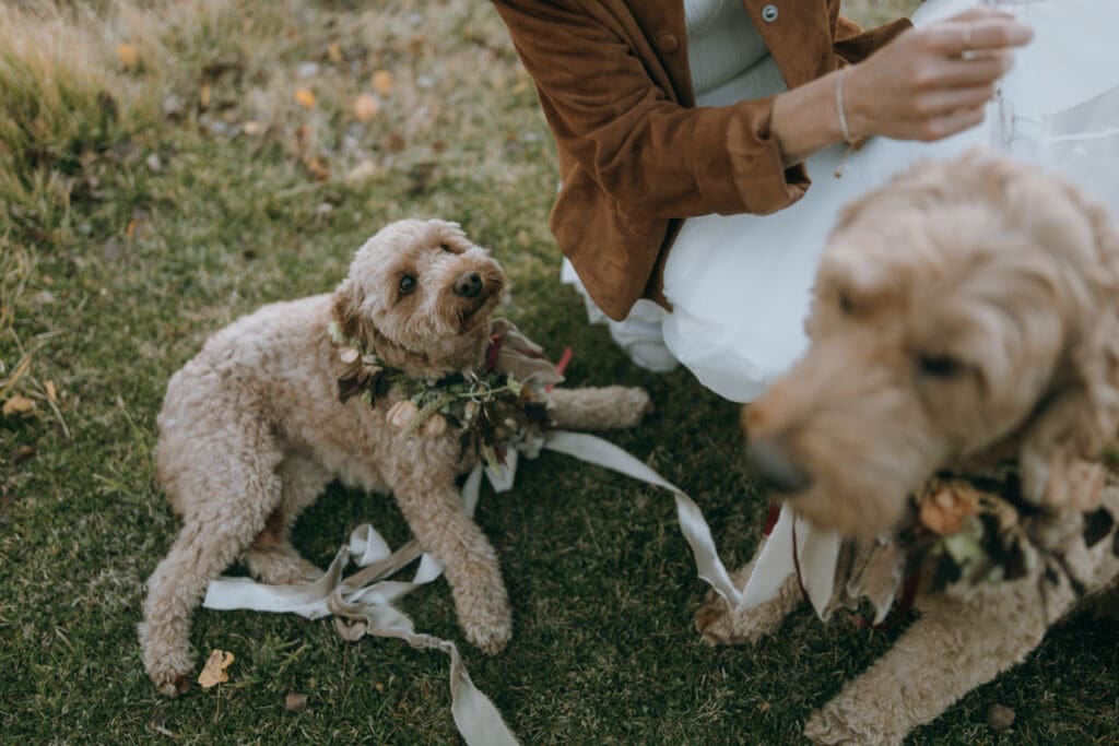 Dogs should be a part of wedding days too